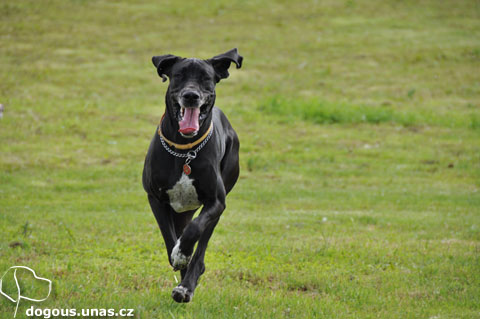 Dizzinka na srazu Silva Tarok dizzy-dizzy-silvatarok0510