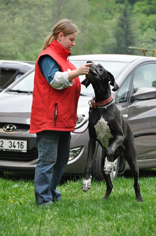 Dizzinka na DogDancing víkendu v Herolticích s paničkou 2012 dizzy-dogdancing12