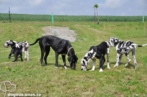 Dizzinka na srazu Silva Tarok dizzy-hg-silvatarok0510