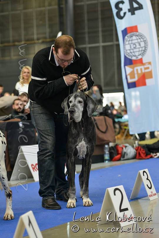 Dizzinka ve třídě veteránů DuoCACIB Brno 02/16 mates-dizzy-1mvp16brnoc