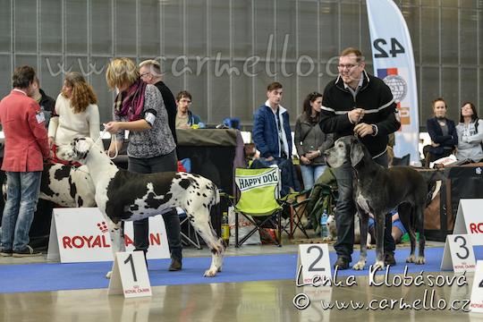 Dizzinka ve třídě veteránů DuoCACIB Brno 02/16 mates-dizzy-1mvp16brnod