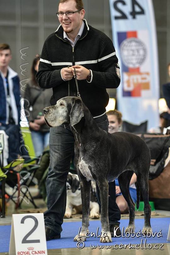 Dizzinka ve třídě veteránů DuoCACIB Brno 02/16 mates-dizzy-1mvp16brnoe